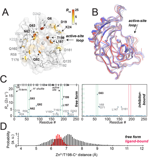 Internal dynamics in the active center of an enzyme believed to be